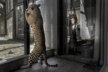 Lodge Jaguars à Pessac (1)