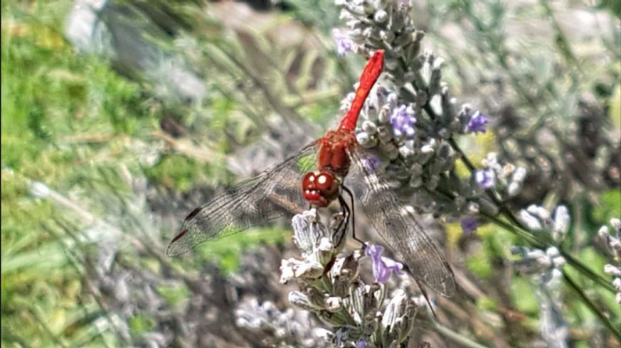 Domaine AbracadaRoom : L'Echappée Sauvage - Image 19