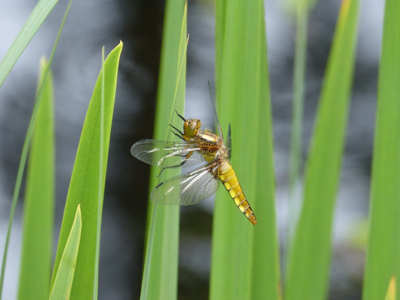 Domaine AbracadaRoom : La Croix Saint Louis - Image 3