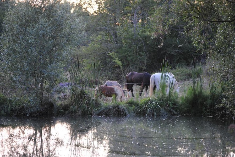 Domaine AbracadaRoom : Ânes du Cos - Image 7