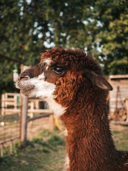 Hébergement AbracadaRoom : Les alpagas du clos - Image 18