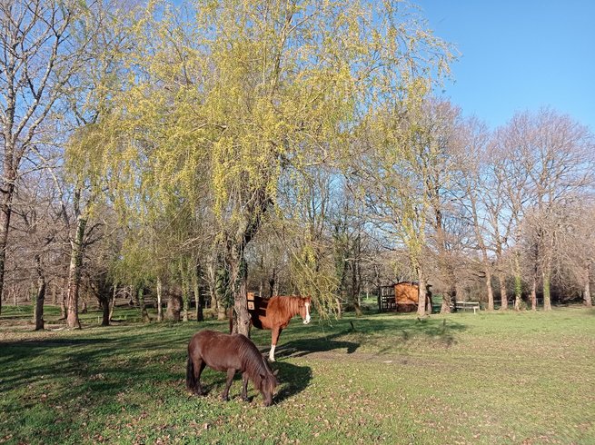 Hébergement AbracadaRoom : La Cabane du Cow-Boy dans un ranch western - Image 10