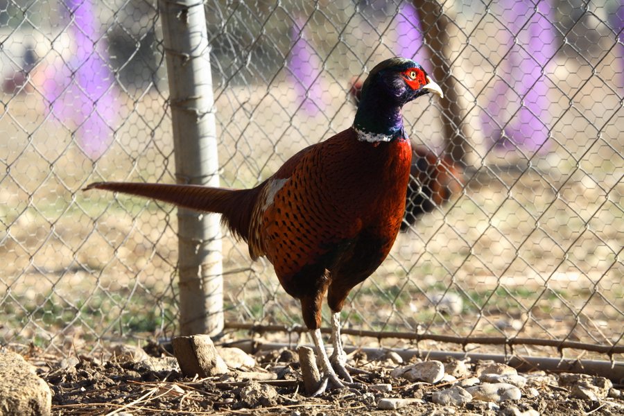 Domaine AbracadaRoom : Nid'Oiselet - Image 12