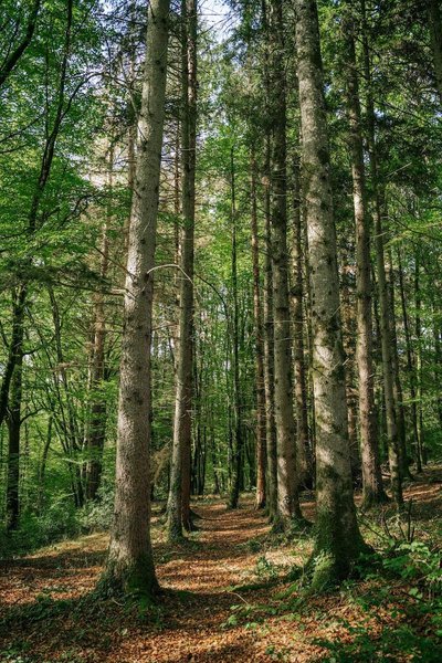 Hébergement AbracadaRoom : Castél de l'Arbre à Château de Memanat - Image 25
