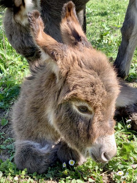 Domaine AbracadaRoom : Domaine Jean-Got - Image 19