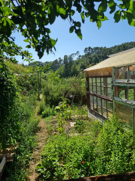 Domaine AbracadaRoom : La mauvaise herbe - Image 1