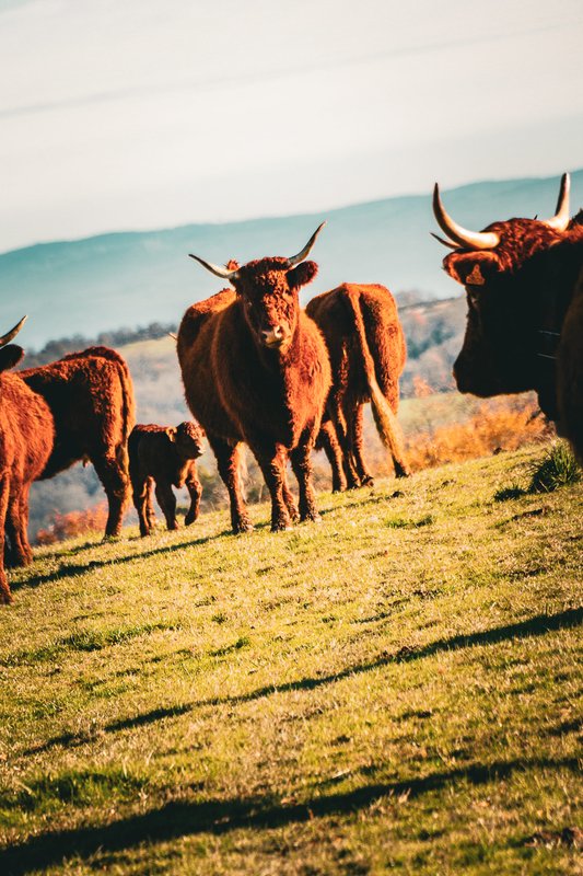 Homnest - Confins des Domes - Volvic & Vulcania à Charbonnières-Les-Vieilles (46)
