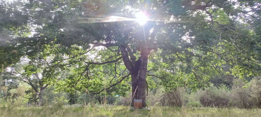 Hébergement AbracadaRoom : La Canopée - Image 4