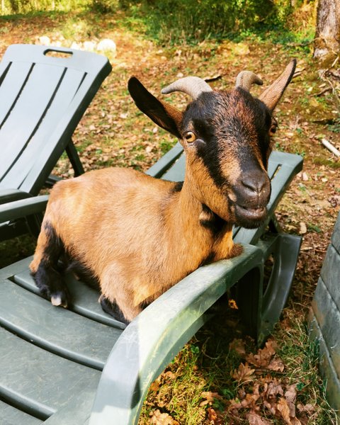 Hébergement AbracadaRoom : La Cabane du Héron, lodge sur pilotis, étang, nature, biodiversité - Image 28