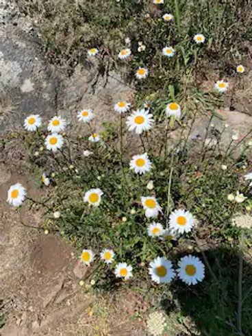 Domaine AbracadaRoom : Roulotte du Jura Vert - Image 7