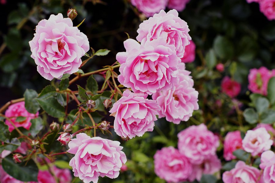 La Roseraie du Château, Gîte 5* & Spa — photo 2