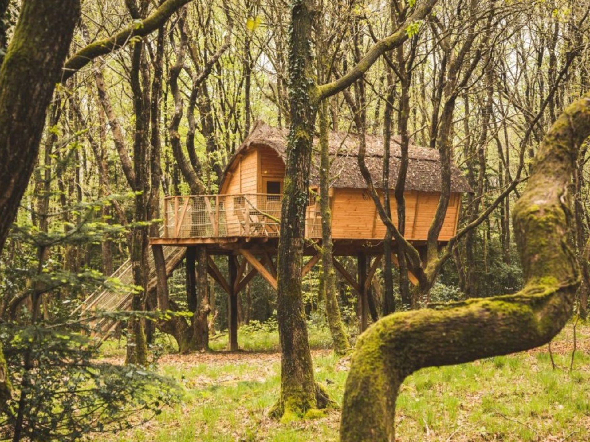 Cabane Tinto