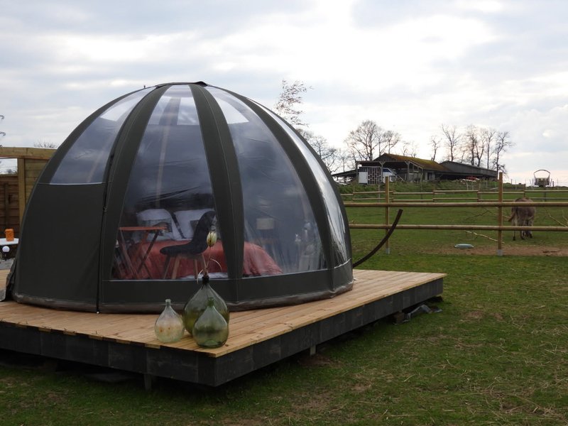 Domaine AbracadaRoom : Les alpagas du clos - Image 14