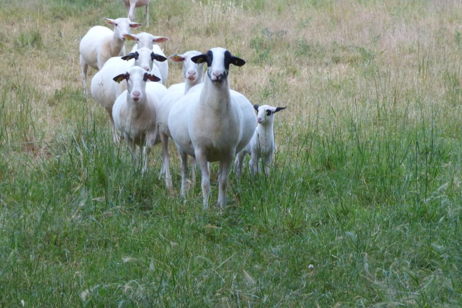 Domaine AbracadaRoom : Domaine de la Pierre Sèche - Image 15