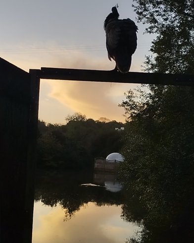 Hébergement AbracadaRoom : Cabane en verre & bain nordique privatif - Image 10