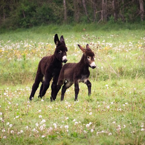 CARRERE MarieSENTENAC Cyril
