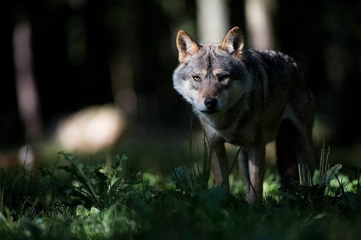 Domaine AbracadaRoom : Domaine des Grottes de Han - Image 3