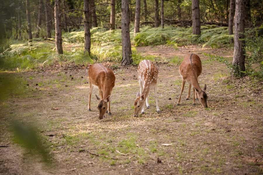 Hébergement AbracadaRoom : Cabane Spa Vitaminée - Image 16