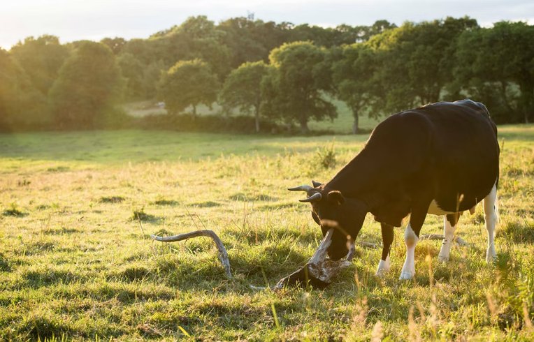 Domaine AbracadaRoom : Un Lit Au Pré -  La ferme de Penquelen - Image 11