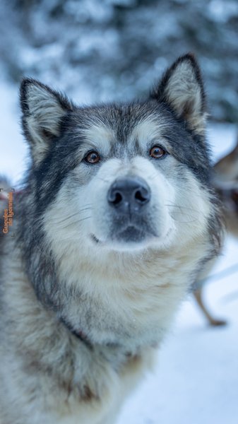 Domaine AbracadaRoom : Gîtes la Patte Nordic - Image 4