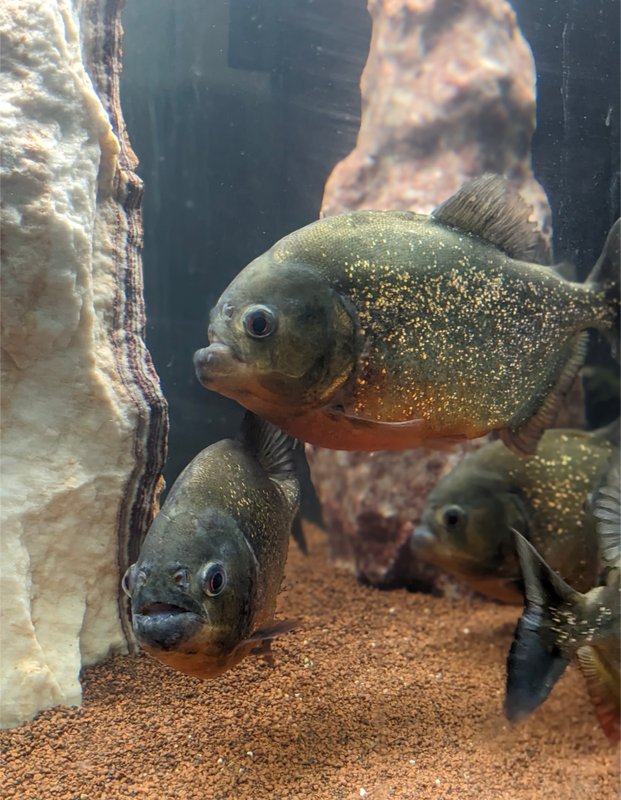 Nuit insolite avec Spa, sauna et jardin privatifs immersion en AMAZONIE à Le Passage D'agen (4)