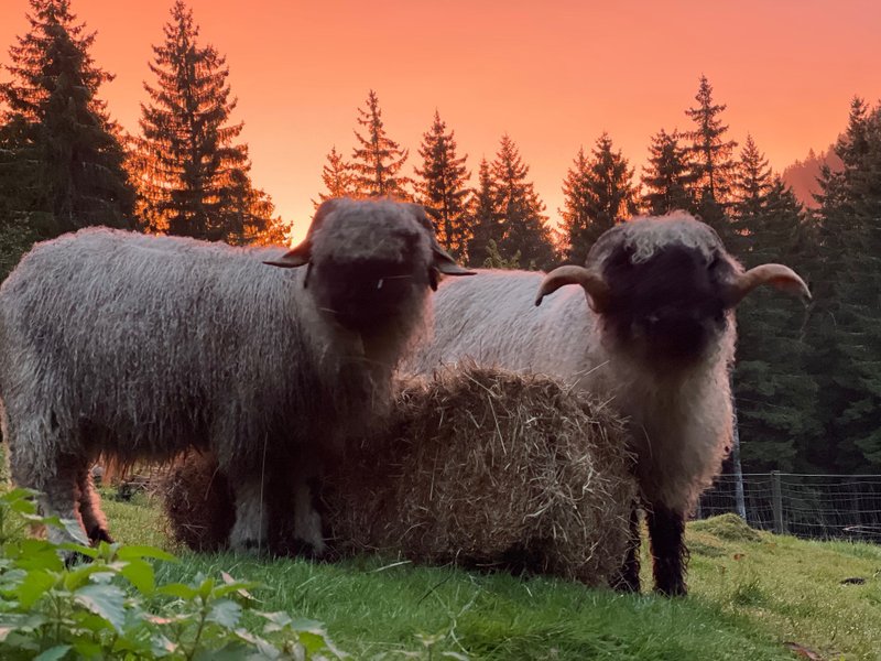 Hébergement AbracadaRoom : Dôme au milieu des Alpagas - Image 33