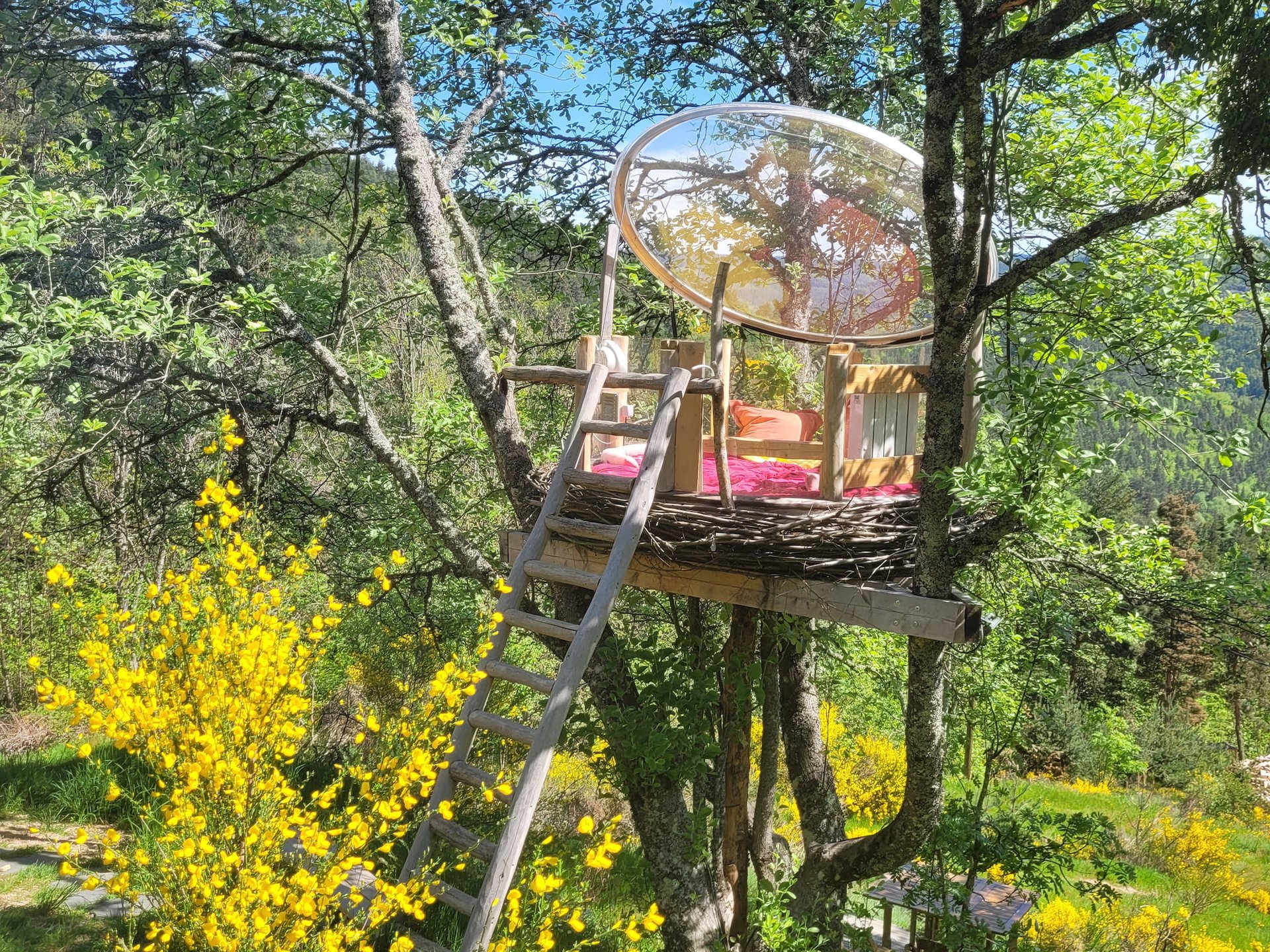 Le Nid, perché à la cime de l'arbre