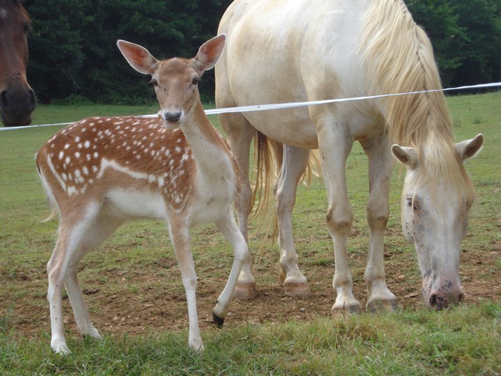 Domaine AbracadaRoom : Domaine Périgord Vacances - Image 8