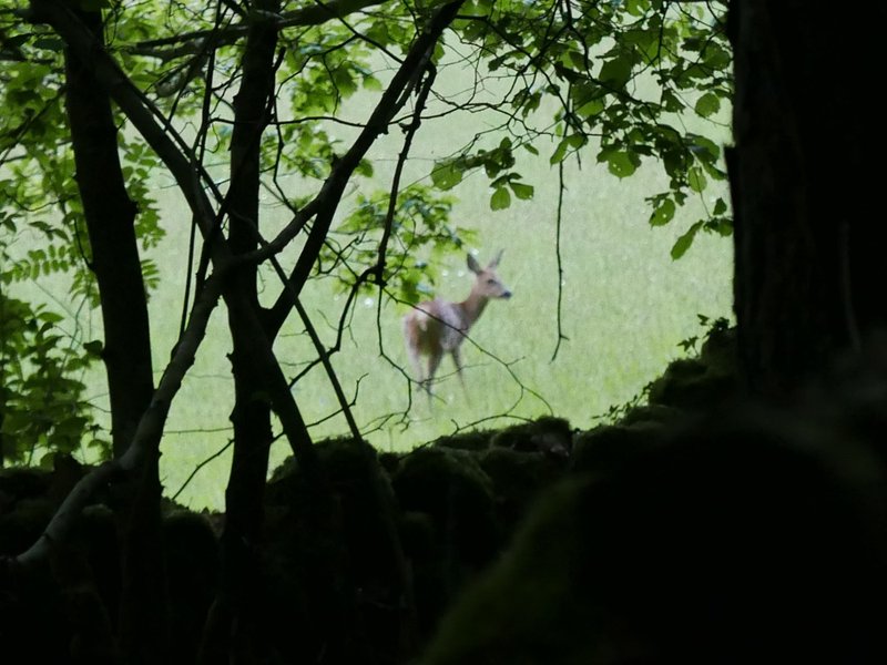 Domaine AbracadaRoom : La Cage aux Oiseaux - Image 13