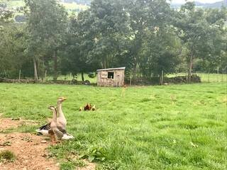 Hébergement AbracadaRoom : Roulotte Colibri - Image 18