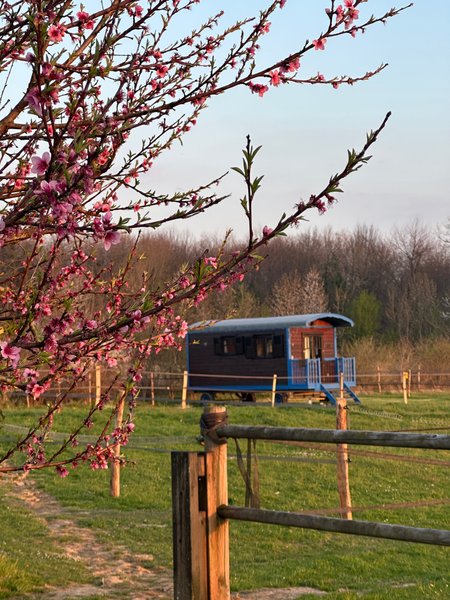 Domaine AbracadaRoom : Les roulottes des amis de Wonky - Image 7