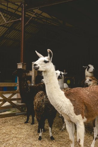 Domaine AbracadaRoom : Parcel Tiny House - à 5 min du Zoo de Beauval - Image 24