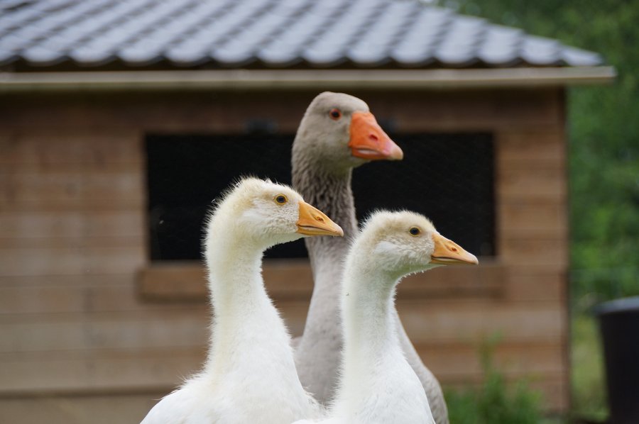 Domaine AbracadaRoom : Domaine du Vigneau - Image 4