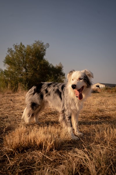 Domaine AbracadaRoom : Homnest (Espinasse) - Image 24