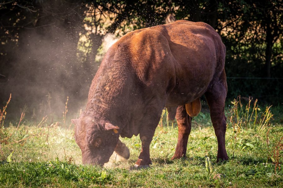 Domaine AbracadaRoom : Un Lit au Pré - L’étable des Mauges en Anjou - Image 5