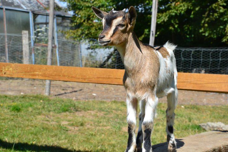 Domaine AbracadaRoom : Les Nuits du Verger - Image 2