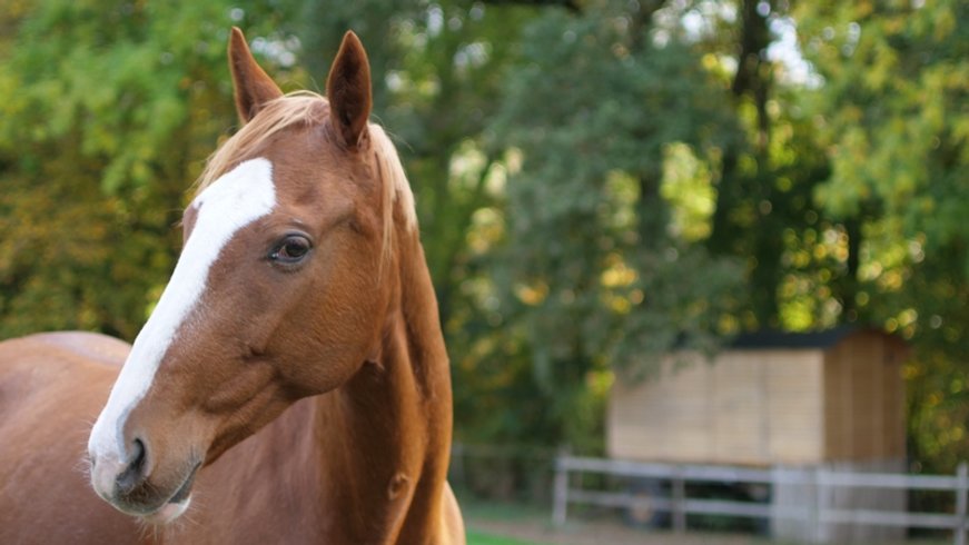 Hébergement AbracadaRoom : La roulotte "Dentelles et enchantements" - Image 13