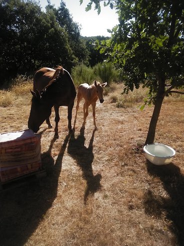Domaine AbracadaRoom : ECOLIEUX l'Arbre de Vie en Ardèche - Image 15