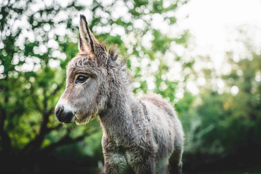 Domaine AbracadaRoom : Domaine Jean-Got - Image 17