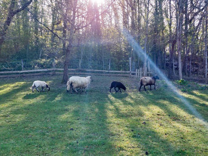 Domaine AbracadaRoom : Des Vignes et des Songes - Image 9