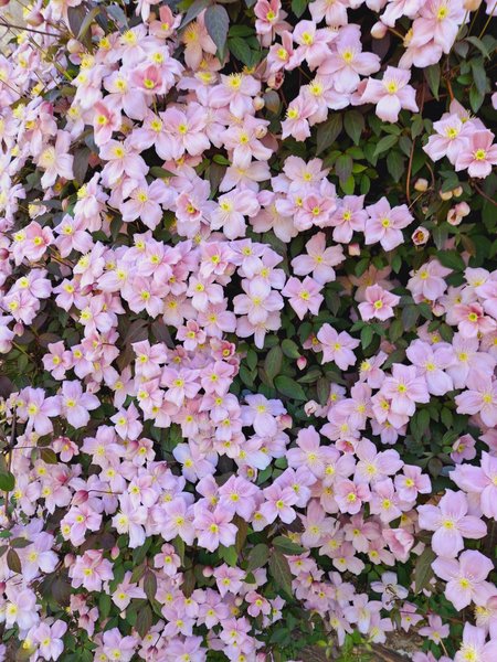 Hébergement AbracadaRoom : L'Authentique Tonneau à Cidre d'Emma - Image 24