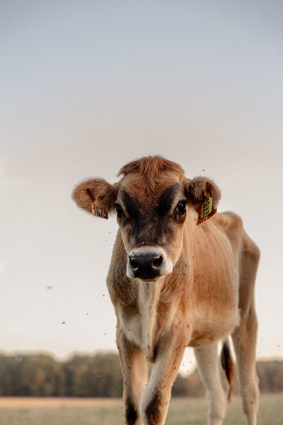 Hébergement AbracadaRoom : Parcel Tiny House - dans une ferme proche Paris - Image 17