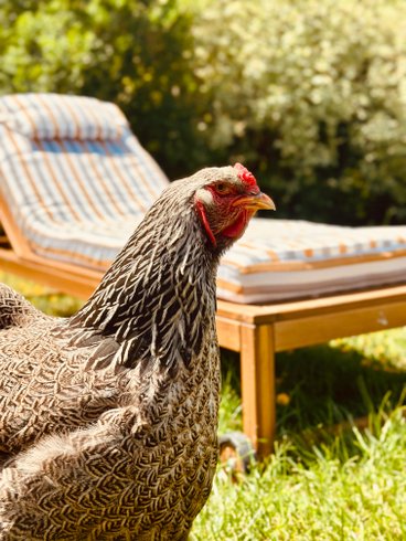 Hébergement AbracadaRoom : Tiny house des 4 vents & Bain nordique - Image 7