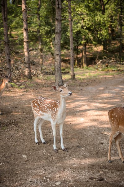 Hébergement AbracadaRoom : Cabane Spa Vitaminée - Image 14