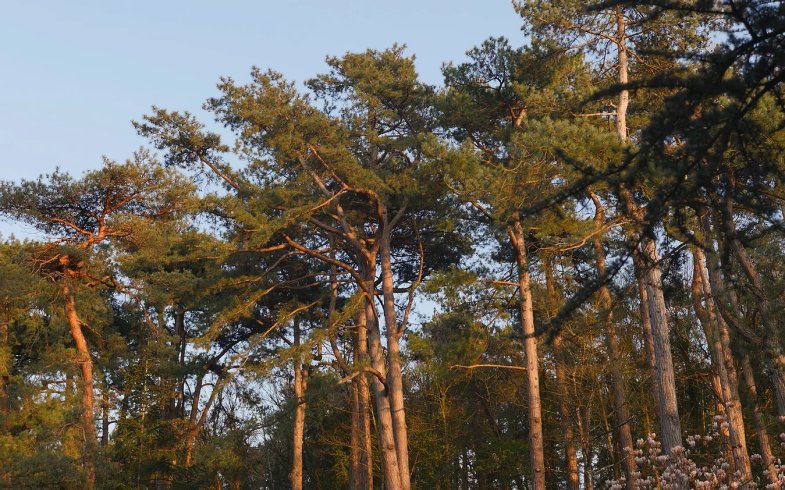 Domaine AbracadaRoom : Bain de forêt - Image 14