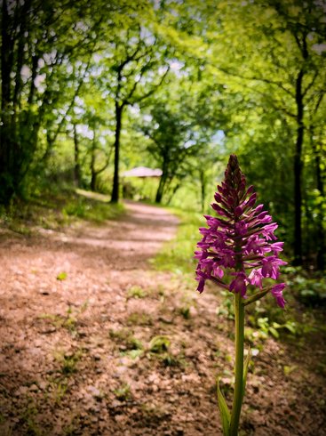 Hébergement AbracadaRoom : Chalet sur pilotis & spa - Image 14