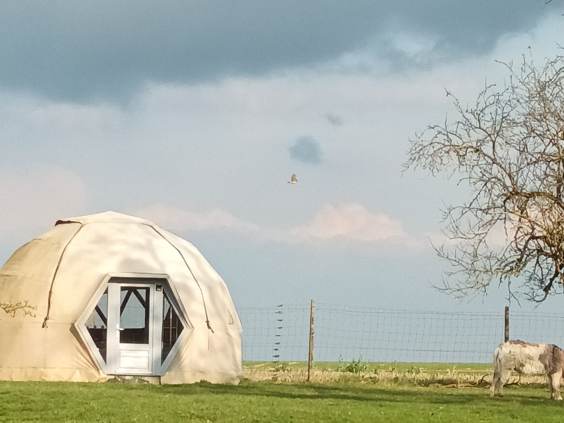 La bulle