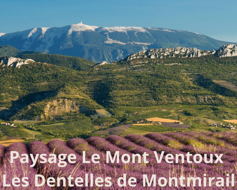 Tonneau Prestige et découverte viticole à Jonquières (13)