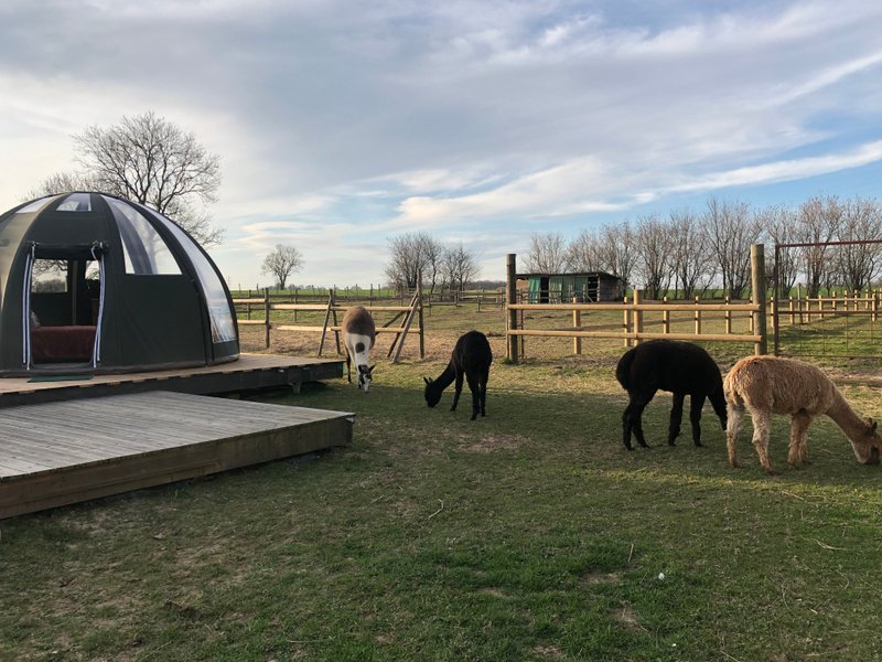 Domaine AbracadaRoom : Les alpagas du clos - Image 1