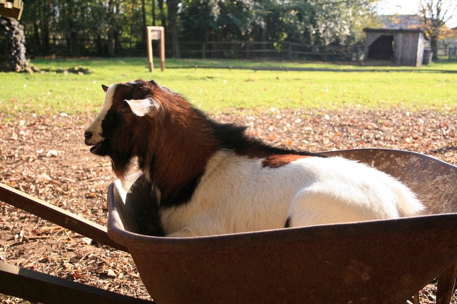 Domaine AbracadaRoom : Sur un Arbre Perché - Image 14